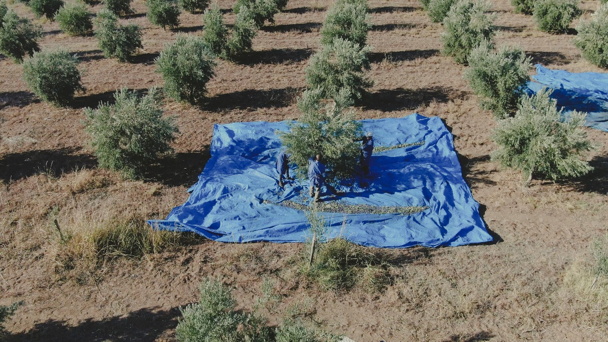 We harvest olives in our olive groves exclusively by hand with sticks and rakes to protect the tree, the birds and fruits. 
